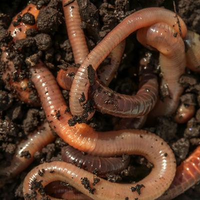 Episode 2: The Ballast of Colonization