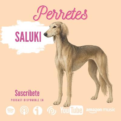 Ep99: Saluki.