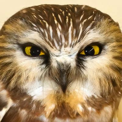 #25—Another Northern Saw-whet Owl
