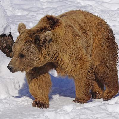 EPISODIO 4: CACHOU, EL DESENLACE (Parte 3) Oso pardo en los Pirineos / OS BRU PIRINEUS / LLOP EPISODIO 4: CACHOU, EL DESENLACE (Parte 3) Oso pardo en los Pirineos / OS BRU PIRINEUS / LLOP