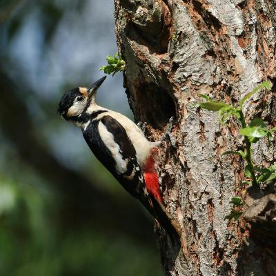 Scolytes, traumas et chair de poule