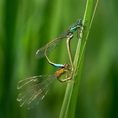 when the dragon and the damsel fly when the dragon and the damsel fly