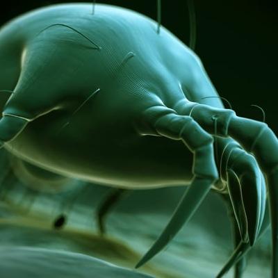 "There are dead skin cells everywhere, and dust mites loves them!”