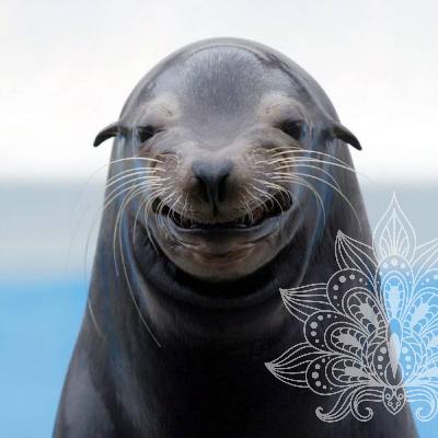 Foca no foco! O Mentalismo
