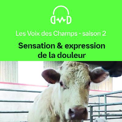 LesVoix DesChamps - S02 - E05 : Sensation et expression de la douleur LesVoix DesChamps - S02 - E05 : Sensation et expression de la douleur