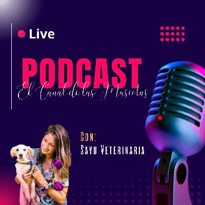 Los mejores horarios para pasear a tu mascota en verano