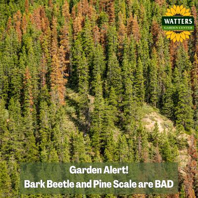 🪲Garden Alert - Bark Beetle and Pine Scale are BAD