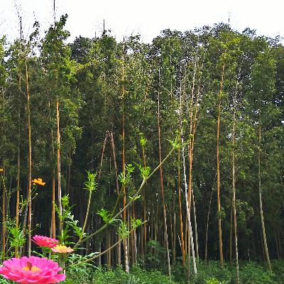 のりこ、ピアノ瞑想を語る⑤ のりこ、ピアノ瞑想を語る⑤