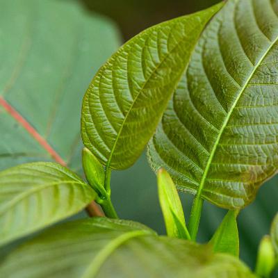 Why Kratom Is At The Heart Of A Big Public Health Debate