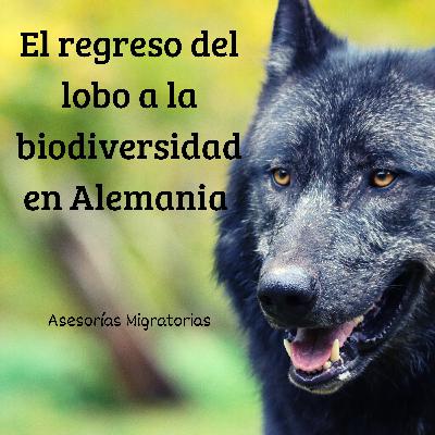 El regreso del lobo a la biodiversidad en Alemania