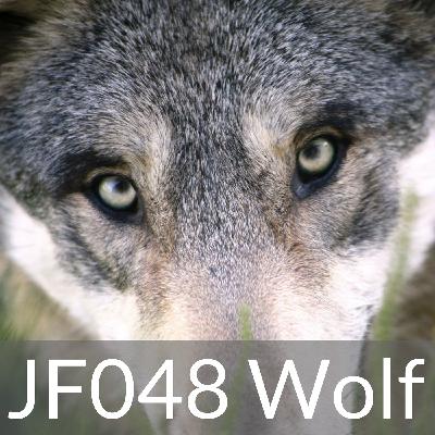JF048 Wolf JF048 Wolf