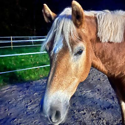 #390 Mutig, aber mit Plan: Jungpferd Benny lernt das Reisen