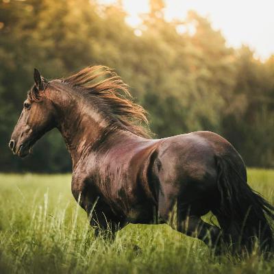 2026 Fire Horse Spirit Meditation ✨Step Into Your Full Power!