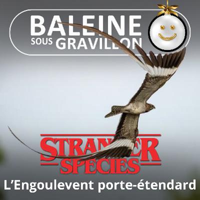 STRANGER SPECIES 1/12 : L'Engoulevent porte-étendard... d'une famille hors-sol