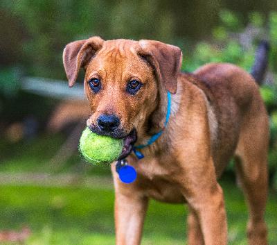 The Good Boy Podcast Episode 33 My New Puppy Jojo