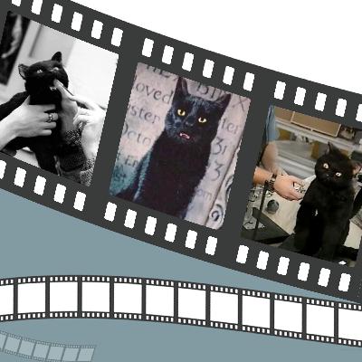 Hocus Pocus - Cat’s Out of the Spell Bag