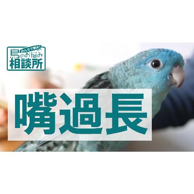 病気が原因の場合もある嘴過長について【鳥のお悩み相談所】
