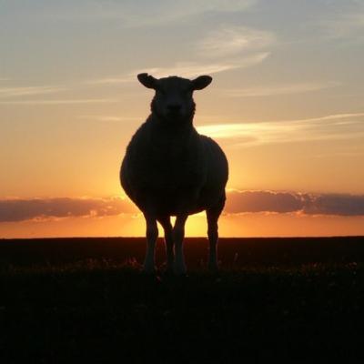 De que lado de la cerca estas?