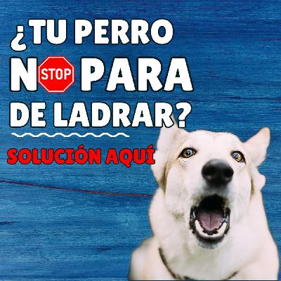 Cómo hacer que tu perro deje de ladrar (sin castigos)
