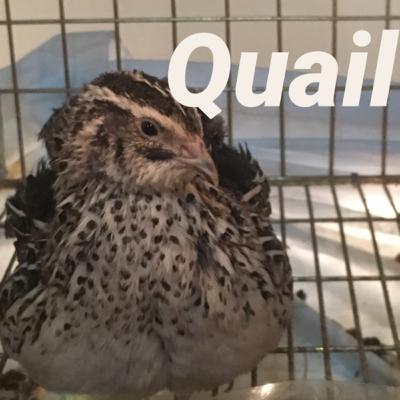 Bonus podcast- Quail