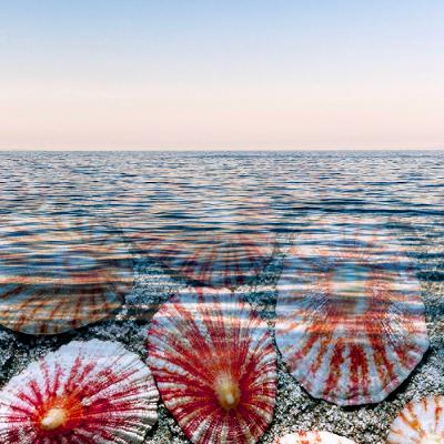 Die Napfschnecken und das weite Meer - Teil1 - Karsten Klemme Die Napfschnecken und das weite Meer - Teil1 - Karsten Klemme