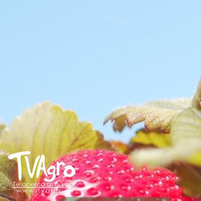Enfermedades en el cultivo de la fresa - TvAgro por Juan Gonzalo Angel Restrepo