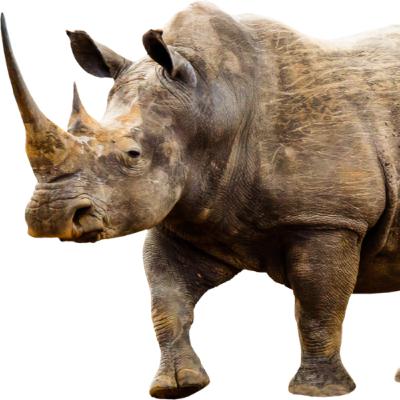 Rhino Bhyno
