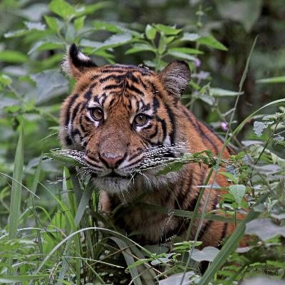 Save a tiger, save an ecosystem: Why protecting the big cats is a biodiversity boon