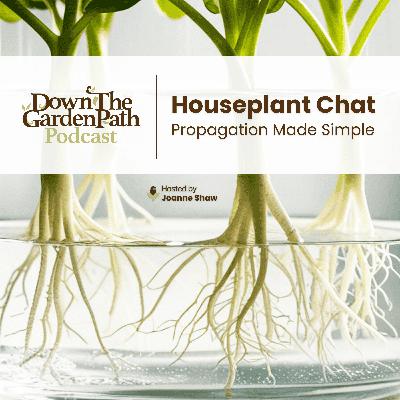 Houseplant Chat: Propagation Made Simple