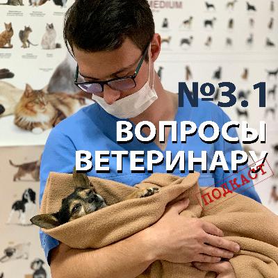 Хотим завести кошку или собаку. С чего начать? Консультации ветеринара. Хотим завести кошку или собаку. С чего начать? Консультации ветеринара.