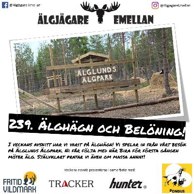 239. Älghägn & Belöning!