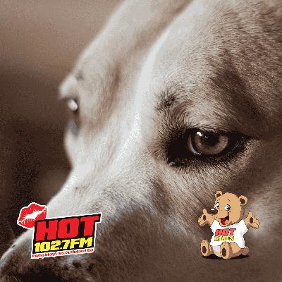 Hot Cares steps in to protect Joburg South’s forgotten animals