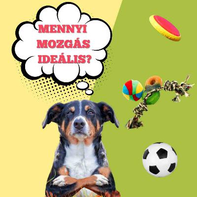 Mennyit mozogjon a kutya?