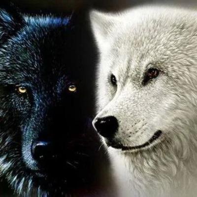 Os dois lobos!!
