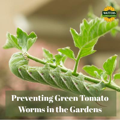 🐛Preventing Green Tomato Worms in the Gardens