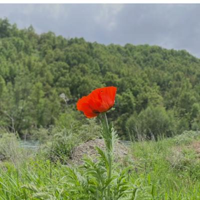 #390. Tirsa Spas Çêdike #390. Tirsa Spas Çêdike