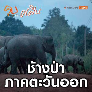 ปัญหาช้างป่าภาคตะวันออก