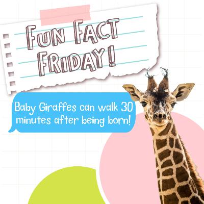 Fun Fact Friday: Baby Giraffes Can Walk 30 Minutes After Being Born!
