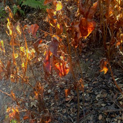 burnt leaves burnt leaves