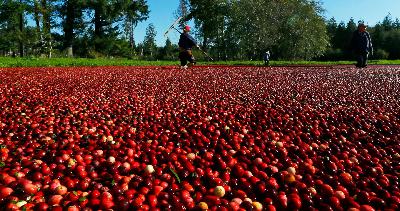Public radio show ‘worders,’ the cranberry industry, and an artisanal pizza chef