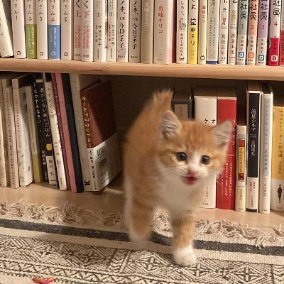 #1399 チェーン店攻略・しゃぶ葉編 from Radiotalk