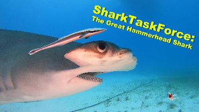 Tribute to the Great Hammerhead