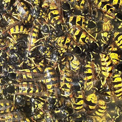 Wasps, Robbers, Woodley, Writing!