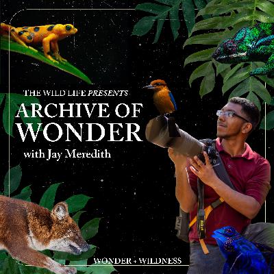 Archive of Wonder with Jay Meredith