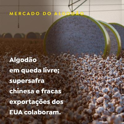 Algodão em queda livre; supersafra chinesa e fracas exportações dos EUA colaboram