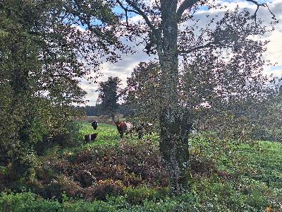 Premières fois, céréales, bovins, moulins, nouvelles relations et joies