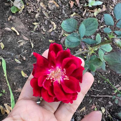 Straight from my heart- Be still!