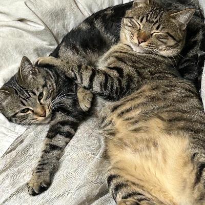 「みんな一緒に飼いたいけど、、、」大参もりえのネコモリ　#48　2024年2月25日放送分