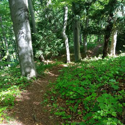Über ausgetretene Pfade, neue Wege und Singletrails