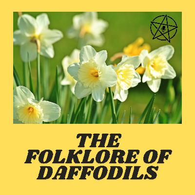 87: The Folklore of Daffodils